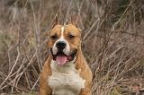 AMSTAFF ADULT 357